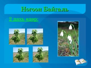 Ногоон Байгаль  2 дахь өдөр: 