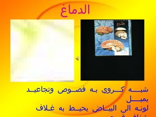 شبــــه كـــروي بـه فصــوص وتجاعيــد يميــــل  لونـه الى البيــاض يحيــط به غـلاف شفاف قــوي وتحيــط به عظــــام الجمجمـــــة لحمـــــــــايته الدماغ 