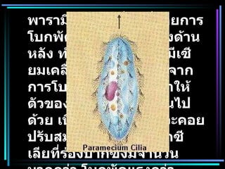 พารามีเซียมเคลื่อนที่โดยการโบกพัดของซีเลียไปทางด้านหลัง ทำให้ตัวของพารามีเซียมเคลื่อนที่ไปข้างหน้า จากการโบกพัดของซีเลียทำให้ตัวของพารามีเซียมหมุนไปด้วย เนื่องจากไม่มีอวัยวะคอยปรับสมดุล และเนื่องจากซีเลียที่ร่องปากซึ่งมีจำนวนมากกว่า โบกพัดแรงกว่าบริเวณอื่นจึงทำให้หมุน  แบคทีเรีย  ยูกลีนา พารามีเซียม ไม่มีกล้ามเนื้อแต่อาศัยโครงสร้างที่เรียกว่า ซีเลีย   (cilia)  หรือ แฟลเจลลัม  ( flagellum) ช่วยในการเคลื่อนที่   