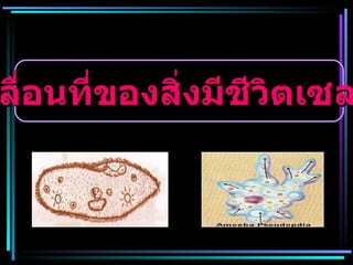 การเคลื่อนที่ของสิ่งมีชีวิตเซลล์เดียว 