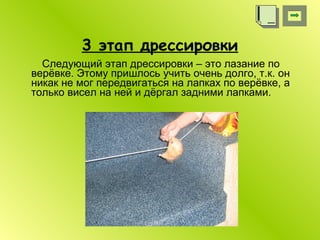 3 этап дрессировки Следующий этап дрессировки – это лазание по верёвке. Этому пришлось учить очень долго, т.к. он никак не мог передвигаться на лапках по верёвке, а только висел на ней и дёргал задними лапками. 