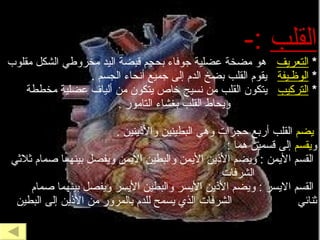يتكون القلب من اربع حجرات