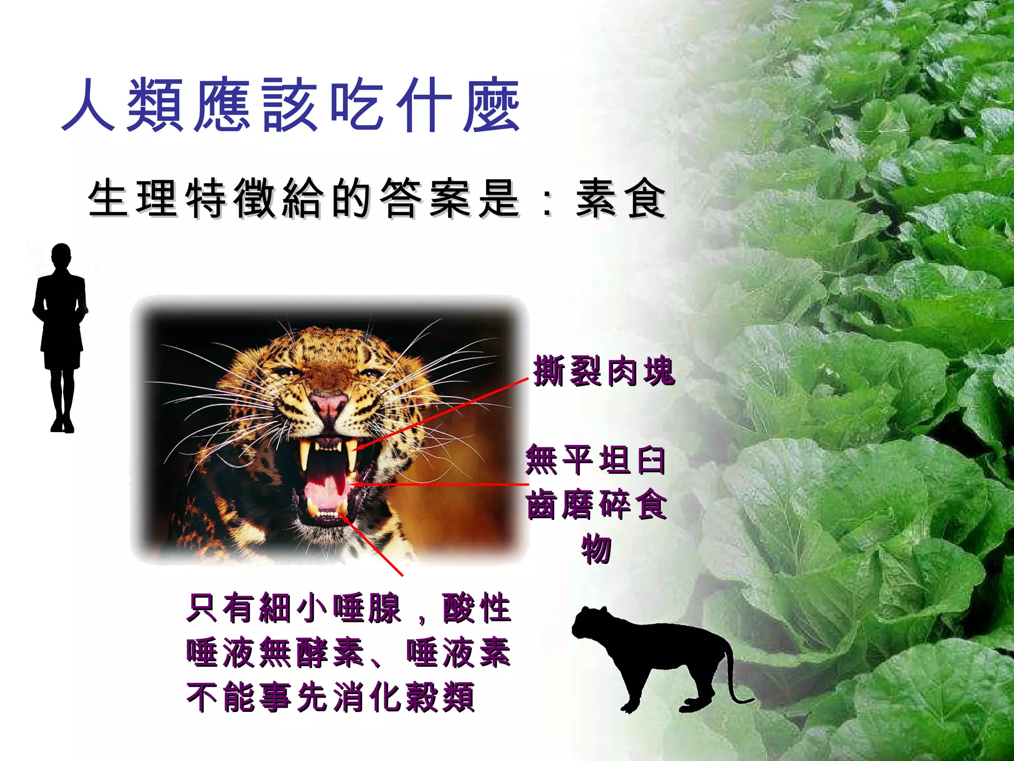 生理特徵給的答案是：素食 撕裂肉塊 無平坦臼齒磨碎食物 只有細小唾腺，酸性唾液無酵素、唾液素不能事先消化穀類 人類應該吃什麼 