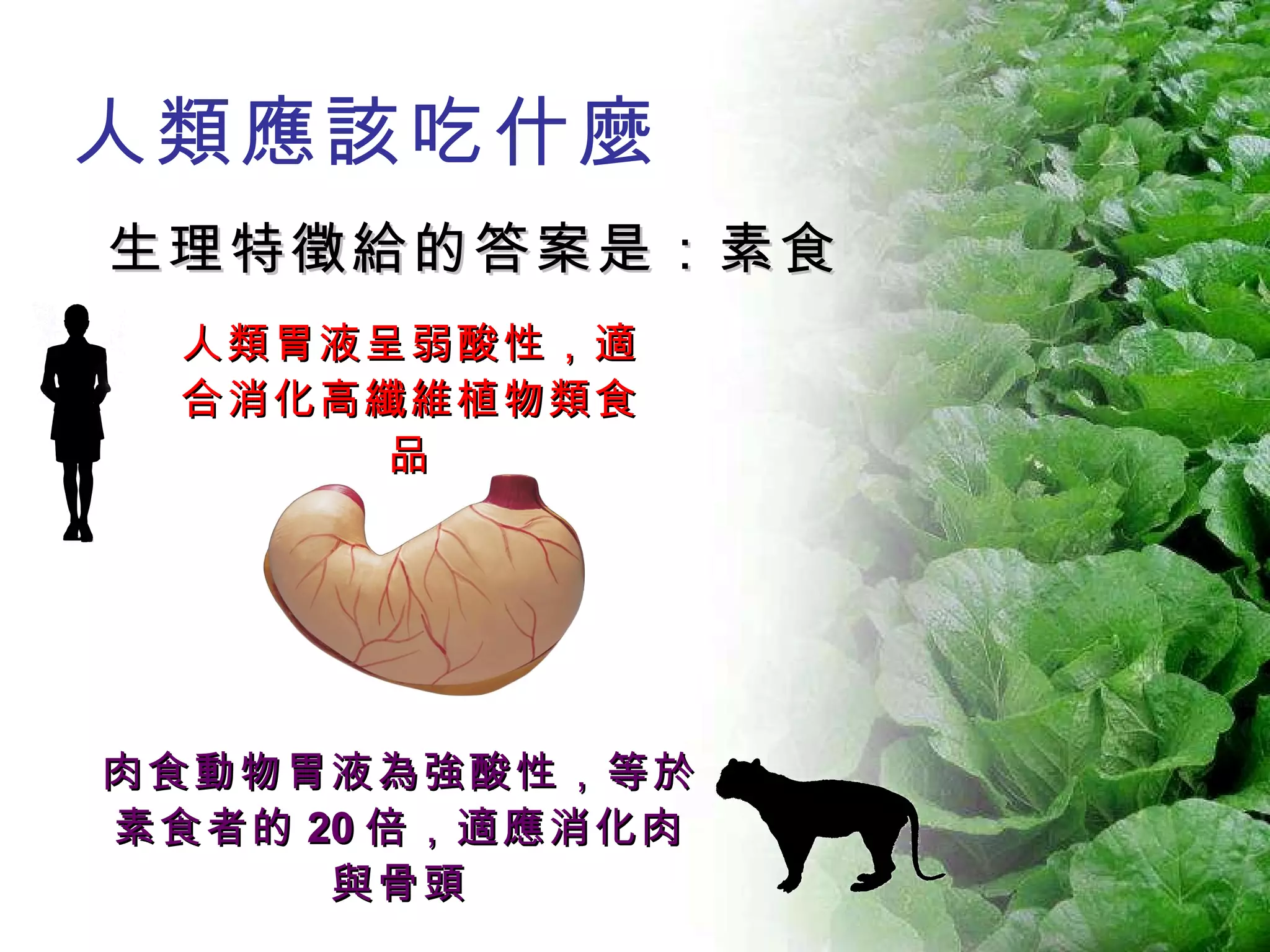 人類胃液呈弱酸性，適合消化高纖維植物類食品 肉食動物胃液為強酸性，等於素食者的 20 倍，適應消化肉與骨頭 人類應該吃什麼 生理特徵給的答案是：素食 