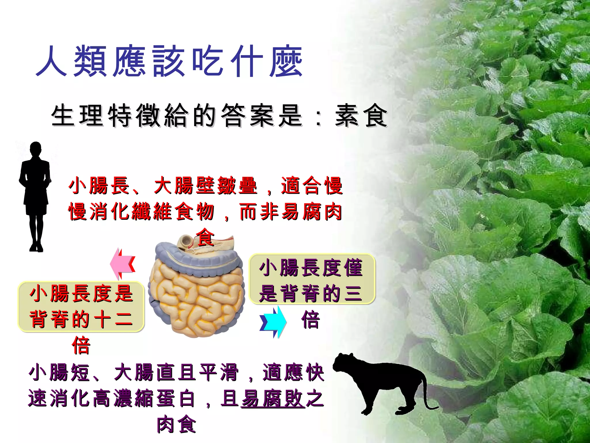 小腸短、大腸直且平滑，適應快速消化高濃縮蛋白，且 易腐敗 之肉食 小腸長度僅是背脊的三倍 小腸長度是 背脊的十二倍 小腸長、大腸壁皺疊，適合慢慢消化纖維食物，而非易腐肉食 人類應該吃什麼 生理特徵給的答案是：素食 