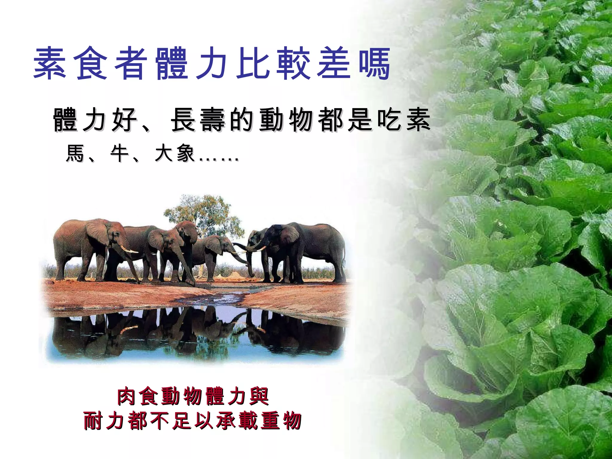 體力好、長壽的動物都是吃素 馬、牛、大象…… 素食者體力比較差嗎 肉食動物體力與 耐力都不足以承載重物 