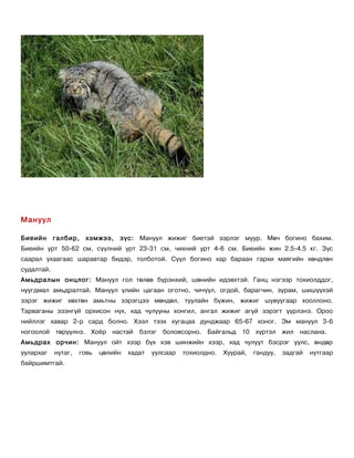 Мануул

Биеийн      галбир,    хэмжээ,   зүс: Мануул жижиг биетэй зэрлэг муур. Мөч богино бахим.
Биеийн урт 50-62 см, сүүлний урт 23-31 см, чихний урт 4-6 см. Биеийн жин 2.5-4.5 кг. Зүс
саарал ухаагаас шаравтар бидэр, толботой. Сүүл богино хар бараан гархи маягийн хөндлөн
судалтай.
Амьдралын онцлог: Мануул гол төлөв бүрэнхий, шөнийн идэвхтэй. Ганц нэгээр тохиолддог,
нуугдмал амьдралтай. Мануул үлийн цагаан оготно, чичүүл, огдой, барагчин, зурам, шишүүхэй
зэрэг жижиг хөхтөн амьтны зэрэгцээ мөндөл, туулайн бүжин, жижиг шувуугаар хооллоно.
Тарваганы эзэнгүй орхисон нүх, хад чулууны хонгил, ангал жижиг агуй зэрэгт үүрлэнэ. Ороо
нийллэг хавар 2-р сард болно. Хээл тээх хугацаа дунджаар 65-67 хоног. Эм мануул 3-6
ногоолой төрүүлнэ. Хоёр настай бэлэг боловсорно. Байгальд 10 хүртэл жил наслана.
Амьдрах орчин: Мануул ойт хээр бүх хэв шинжийн хээр, хад чулуут бэсрэг уулс, өндөр
уулархаг    нутаг,   говь   цөлийн   хадат   уулсаар   тохиолдно.   Хуурай,   гандуу,   задгай   нутгаар
байршимтгай.
 