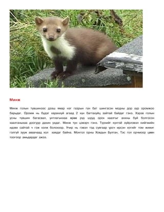 Минж

Минж голын түвшинээс дээш ямар нэг газрын гүн бат шингэсэн модны дор үүр оромжоо
барьдаг. Оромж нь бүдэг харанхуй агаад 2 хүн багтахуйц зайтай байдаг гэнэ. Хэрэв голын
усны   түвшин   багасвал,   унтлагынхаа   өрөө   рүү   шууд   орох   хаалгыг   анхны   буй   болгосон
хаалганыхаа доогуур дахин ухдаг. Минж тун цэвэрч гэнэ. Түүнийг хүнтэй зүйрлэвэл нийгмийн
идэвх сайтай ч гэж хэлж болохоор. Учир нь гэвэл тэд сувгаар урсч ирсэн хогийг том жижиг
гэлгүй зууж аваачаад хол     хаядаг байна. Монгол орны Ховдын Булган, Тэс гол орчмоор цөөн
тоогоор амьдардаг ажээ.
 