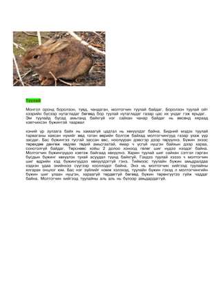 Туулай

Монгол оронд боролзон, түвд, чандаган, молтогчин туулай байдаг. Боролзон туулай ойт
хээрийн бүсээр нутагладаг бөгөөд бор туулай нутагладаг газар цас их ундаг гэж ярьдаг.
Эм туулайд бусад амьтанд байхгүй нэг сайхан чанар байдаг нь өвсөнд хяраад
хэвтчихсэн бүжинтэй таарвал

хэний үр зулзага байх нь хамаагүй цадтал нь хөхүүлдэг байна. Бидний мэдэх туулай
тарваганы хаясан нүхийг өөд татан өөрийн болгож байхад молтогчингууд газар ухаж үүр
засдаг. Бас бүжингээ тусгай зассан өвс, ноолууран дэвсгэр дээр төрүүлнэ. Бүжин эхээс
төрөхдөө дөнгөж хөдлөх төдий амьсгаатай, ямар ч үсгүй нүцгэн байхын дээр хараа,
сонсголгүй байдаг. Төрснөөс хойш 2 долоо хоноод гөлөг шиг нүдээ нээдэг байна.
Молтогчин бүжингүүдээ хэвтэж байгаад хөхүүлнэ. Харин туулай шиг сайхан сэтгэл гарган
бусдын бүжинг хөхүүлэх тухай асуудал түүнд байхгүй. Гэхдээ туулай хэзээ ч молтогчин
шиг өдрийн хэд бүжингүүдээ хөхүүлдэггүй гэнэ. Тиймээс туулайн бүжин амьдралдаа
хэдхэн удаа эхийнхээ сүүгээр хооллодог байна. Энэ нь молтогчин хийгээд туулайны
ялгарах онцлог юм. Бас нэг зүйлийг нэмж хэлэхэд, туулайн бүжин гэхэд л молтогчингийн
бүжин шиг улаан нүцгэн, хараагүй төрдөггүй бөгөөд бүжин төрөнгүүтээ гүйж чаддаг
байна. Молтогчин хийгээд туулайны аль аль нь бүлээр амьдардаггүй.
 