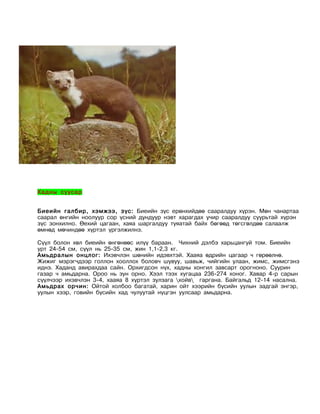 Хадны суусар


Биеийн галбир, хэмжээ, зүс: Биеийн зүс ерөнхийдөө сааралдуу хүрэн. Мөн чанартаа
саарал өнгийн ноолуур сор үсний дундуур нэвт харагдах учир сааралдуу суурьтай хүрэн
зүс зонхилно. Өехий цагаан, хаяа шаргалдуу туяатай байх бөгөөд төгсгөлдөө салаалж
өмнөд мөчиндөө хүртэл үргэлжилнэ.

Сүүл болон хөл биеийн өнгөнөөс илүү бараан. Чихний дэлбэ харьцангуй том. Биеийн
урт 24-54 см, сүүл нь 25-35 см, жин 1,1-2,3 кг.
Амьдралын онцлог: Ихэвчлэн шөнийн идэвхтэй. Хааяа өдрийн цагаар ч гөрөөлнө.
Жижиг мэрэгчдээр голлон хооллох боловч шувуу, шавьж, чийгийн улаан, жимс, жимсгэнэ
иднэ. Хаданд авирахдаа сайн. Орхигдсон нүх, хадны хонгил завсарт орогноно. Суурин
газар ч амьдарна. Ороо нь зун орно. Хээл тээх хугацаа 236-274 хоног. Хавар 4-р сарын
сүүлчээр ихэвчлэн 3-4, хааяа 8 хүртэл зулзага хойв гаргана. Байгальд 12-14 насална.
Амьдрах орчин: Ойтой холбоо багатай, харин ойт хээрийн бүсийн уулын задгай энгэр,
уулын хээр, говийн бүсийн хад чулуутай нүцгэн уулсаар амьдарна.
 