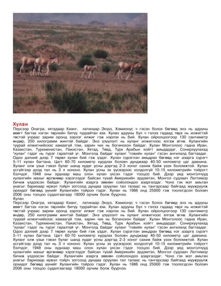Хулан
Персээр Онагра, хятадаар Кианг, латинаар Экүүз, Хэмионус ч гэсэн болох бөгөөд энэ нь адууны
өвөгт багтах нэгэн төрлийн битүү туурайтан юм. Хулан адууны бүл ч гэлээ гадаад төрх нь илжигтэй
төстэй учраас зарим оронд зэрлэг илжиг гэж нэрлэх нь бий. Хулан ойролцоогоор 130 сантиметр
өндөр, 250 килограмм жинтэй байдаг. Энэ үзүүлэлт нь хуланг илжигнээс ялгаж өгнө. Хулангийн
туурай илжигнийхээс хамаагүй том, харин чих нь богинохон байдаг. Хулан Монголоос гадна Иран,
Казакстан, Туркменистан, Пакистан, Хятад, Төвд, Турк Арабын хойгт амьдардаг. Сонирхуулахад
“хулан” гэдэг нь түрэг гаралтай үг. Монголд байдаг хуланг “говийн хулан” гэсэн ангилалд багтаадаг.
Одоо дэлхий дээр 7 төрөл хулан бий гэж үздэг. Хулан сүрэглэн амьдрах бөгөөд нэг азарга сүрэгт
5-11 хулан багтана. Цагт 60-70 километр хурдлах боловч дунджаар 40-50 километр цаг давхина.
Хуланг олж үзье гэвэл булаг шанд худаг усны дэргэд 2-3 хоног сахиж байж үзэх боломжтой. Хулан
усгүйгээр дээд тал нь 3 л хононо. Хулан усны эх үүсвэрээс холдолгүй 10-15 километрийн тойрогт
бэлчдэг. 1948 оны зуднаар маш олон хулан үхсэн гэдэг тооцоо бий. Дээр үед монголчууд
хулангийн махыг өргөнөөр хэрэглэдэг байсан тухай Америкийн эрдэмтэн, Монгол судлаач Латтимор
бичиж үлдээсэн байдаг. Хулангийн азарга зөвхөн соёолондоо азаргалдаг. Чоно гэх мэт амьтан
унагыг барихаар ирвэл тойрч зогсоод дундаа оруулан тал талаас нь тангарсаар байгаад муужруулж
орхидог бөгөөд үүнийг Хулангийн тойроо гэдэг. Хулан нь 1986 онд 25000 гэж тоологдсон боловч
2006 оны тооцоо судалгаагаар 18000 орчим болж буурчээ.
Хулан
Персээр Онагра, хятадаар Кианг, латинаар Экүүз, Хэмионус ч гэсэн болох бөгөөд энэ нь адууны
өвөгт багтах нэгэн төрлийн битүү туурайтан юм. Хулан адууны бүл ч гэлээ гадаад төрх нь илжигтэй
төстэй учраас зарим оронд зэрлэг илжиг гэж нэрлэх нь бий. Хулан ойролцоогоор 130 сантиметр
өндөр, 250 килограмм жинтэй байдаг. Энэ үзүүлэлт нь хуланг илжигнээс ялгаж өгнө. Хулангийн
туурай илжигнийхээс хамаагүй том, харин чих нь богинохон байдаг. Хулан Монголоос гадна Иран,
Казакстан, Туркменистан, Пакистан, Хятад, Төвд, Турк Арабын хойгт амьдардаг. Сонирхуулахад
“хулан” гэдэг нь түрэг гаралтай үг. Монголд байдаг хуланг “говийн хулан” гэсэн ангилалд багтаадаг.
Одоо дэлхий дээр 7 төрөл хулан бий гэж үздэг. Хулан сүрэглэн амьдрах бөгөөд нэг азарга сүрэгт
5-11 хулан багтана. Цагт 60-70 километр хурдлах боловч дунджаар 40-50 километр цаг давхина.
Хуланг олж үзье гэвэл булаг шанд худаг усны дэргэд 2-3 хоног сахиж байж үзэх боломжтой. Хулан
усгүйгээр дээд тал нь 3 л хононо. Хулан усны эх үүсвэрээс холдолгүй 10-15 километрийн тойрогт
бэлчдэг. 1948 оны зуднаар маш олон хулан үхсэн гэдэг тооцоо бий. Дээр үед монголчууд
хулангийн махыг өргөнөөр хэрэглэдэг байсан тухай Америкийн эрдэмтэн, Монгол судлаач Латтимор
бичиж үлдээсэн байдаг. Хулангийн азарга зөвхөн соёолондоо азаргалдаг. Чоно гэх мэт амьтан
унагыг барихаар ирвэл тойрч зогсоод дундаа оруулан тал талаас нь тангарсаар байгаад муужруулж
орхидог бөгөөд үүнийг Хулангийн тойроо гэдэг. Хулан нь 1986 онд 25000 гэж тоологдсон боловч
2006 оны тооцоо судалгаагаар 18000 орчим болж буурчээ.
 