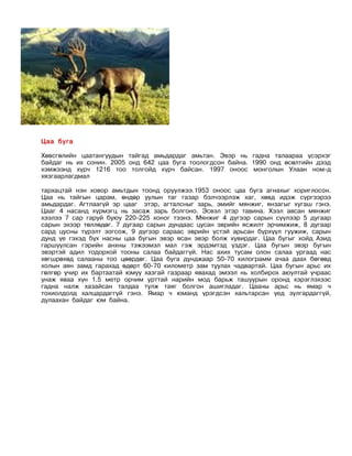 Цаа буга

Хөвсгөлийн цаатангуудын тайгад амьдардаг амьтан. Эвэр нь гадна талаараа үсэрхэг
байдаг нь их сонин. 2005 онд 642 цаа буга тоологдсон байна. 1990 онд өсөлтийн дээд
хэмжээнд хүрч 1216 тоо толгойд хүрч байсан. 1997 оноос монголын Улаан ном-д
хязгаарлагдмал

тархацтай нэн ховор амьтдын тоонд оруулжээ.1953 оноос цаа буга агнахыг хориглосон.
Цаа нь тайгын царам, өндөр уулын таг газар бэлчээрлэж хаг, хөвд идэж сүргээрээ
амьдардаг. Агтлаагүй эр цааг этэр, агталсныг зарь, эмийг мянжиг, янзагыг хугаш гэнэ.
Цааг 4 насанд хүрмэгц нь засаж зарь болгоно. Эсвэл этэр тавина. Хээл авсан мянжиг
хээлээ 7 сар гаруй буюу 220-225 хоног тээнэ. Мянжиг 4 дүгээр сарын сүүлээр 5 дугаар
сарын эхээр төллөдөг. 7 дугаар сарын дундаас цусан эврийн ясжилт эрчимжиж, 8 дугаар
сард цусны түрэлт зогсож, 9 дүгээр сараас эврийн үстэй арьсан бүрхүүл гуужиж, сарын
дунд үе гэхэд бүх насны цаа бугын эвэр ясан эвэр болж хувирдаг. Цаа бугыг хойд Азид
гаршуулсан гэрийн анхны тэжээмэл мал гэж эрдэмтэд үздэг. Цаа бугын эвэр бугын
эвэртэй адил тодорхой тооны салаа байдаггүй. Нас ахих тусам олон салаа ургаад нас
хөгшрөхөд салааны тоо цөөрдөг. Цаа буга дунджаар 50-70 килограмм ачаа даах бөгөөд
холын аян замд гарахад өдөрт 60-70 километр зам туулах чадвартай. Цаа бугын арьс их
гөлгөр учир их бартаатай юмуу хазгай газраар явахад эмээл нь холбирох аюултай учраас
унаж яваа хүн 1.5 метр орчим урттай нарийн мод барьж ташуурын оронд хэрэглэхээс
гадна налж хазайсан талдаа тулж таяг болгон ашигладаг. Цааны арьс нь ямар ч
тохиолдолд халцардаггүй гэнэ. Ямар ч юманд үрэгдсэн хальтарсан үед зулгардаггүй,
дулаахан байдаг юм байна.
 