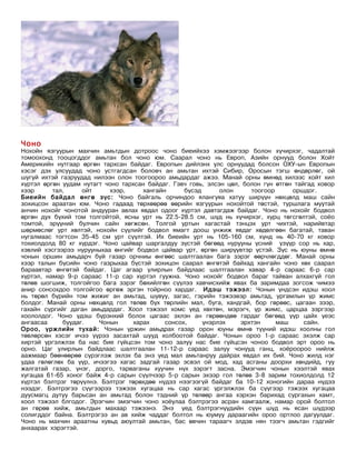 Чоно
Нохойн язгуурын махчин амьтдын дотроос чоно биеийхээ хэмжээгээр болон хүчирхэг, чадалтай
томоохонд тооцогддог амьтан бол чоно юм. Саарал чоно нь Европ, Азийн орнууд болон Хойт
Америкийн нутгаар өргөн тархсан байдаг. Европын дийлэнх улс орнуудад болсон ОХУ-ын Европын
хэсэг дэх улсуудад чоно устгагдсан боловч ан амьтан ихтэй Сибир, Оросын тэгш өндөрлөг, ой
шугуй ихтэй газруудад нилээн олон тоогоороо амьдардаг ажээ. Манай орны өмнөд хилээс хойт хил
хүртэл өргөн уудам нутагт чоно тархсан байдаг. Гэвч говь, элсэн цөл, болон гүн өтгөн тайгад ховор
хээр      тал,     ойт     хээр,      хангайн      бүсэд      олон     тоогоор      оршдог.
Биеийн байдал өнгө зүс: Чоно байгаль орчиндоо ялангуяа хатуу ширүүн нөхцөлд маш сайн
зохицсон араатан юм. Чоно гадаад төрхөөрөө өөрийн язгуурын нохойтой төстэй, туршлага муутай
анчин нохойг чонотой андууран авлах явдал одоог хүртэл давтагдаж байдаг. Чоно нь нохойг бодвол
өргөн дух бүхий том толгойтой, ясны урт нь 22.5-28.5 см, шүд нь хүчирхэг, хурц төгсгөлтэй, соёо
томтой, эрүүний булчин сайн хөгжсөн. Толгой уртын хагастай тэнцэх урт чихтэй, нарийвтар
шөрмөслөг урт хөлтэй, нохойн сүүлийг бодвол ямагт доош унжиж явдаг хөдөлгөөн багатай, таван
нугалмаас тогтсон 35-45 см урт сүүлтэй. Их биеийн урт нь 105-160 см, хүнд нь 40-70 кг ховор
тохиолдолд 80 кг хүрдэг. Чоно цайвар шаргалдуу зүстэй бөгөөд нурууны үсний үзүүр сор нь хар,
хэвлий хэсгээрээ нурууныхаа өнгийг бодвол цайвар урт, өргөн ширүүвтэр үстэй. Зүс нь юуны өмнө
чонын оршин амьдарч буй газар орчниы өнгөөс шалтгаалан бага зэрэг өөрчлөгддөг. Манай орны
хээр талын бүсийн чоно газрыхаа бүстэй зохицон саарал өнгөтэй байхад хангайн чоно хөх саарал
бараавтар өнгөтэй байдаг. Цаг агаар улирлын байдлаас шалтгаалан хавар 4-р сараас 6-р сар
хүртэл, намар 9-р сараас 11-р сар хүртэл гуужна. Чоно нохойг бодвол бараг тайван алхахгүй гол
төлөв шогшиж, толгойгоо бага зэрэг бөхийлгөн сүүлээ хавчисхийж явах ба заримдаа зогсож чимээ
анир сонсохдоо толгойгоо өргөж эргэн тойрноо хардаг. Идэш тэжээл: Чонын үндсэн идэш хоол
нь төрөл бүрийн том жижиг ан амьтад, шувуу, загас, гэрийн тэжээвэр амьтад, ургамлын үр жимс
болдог. Манай орны нөхцөлд гол төлөв бүх төрлийн мал, буга, хандгай, бор гөрөөс, цагаан зээр,
гахайн сүргийг даган амьдардаг. Хоол тэжээл хомс үед хөхтөн, мэрэгч, үр жимс, царцаа зэргээр
хоололдог. Чоно үдэш бүрэнхий болох цагаас эхлэн ан гөрөөндөө гардаг бөгөөд үүр цайх үеэс
ангаасаа     буудаг.    Чонын      харах     сонсох,     үнэрлэх    эрхтэн     маш      сайн.
Ороо, үржлийн тухай: Чонын үржин амьдрах газар орон юуны өмнө түүний идэш хоолны гол
төвлөрсөн хэсэг ичээ үүрээ засахтай шууд холбоотой байдаг. Чонын ороо 1-р сараас эхэлж сар
хиртэй үргэлжлэх ба нас бие гүйцсэн том чоно залуу нас бие гүйцсэн чоноо бодвол эрт ороо нь
орно. Цаг улирлын байдлаас шалтгаалан 11-12-р сараас залуу чонууд ганц, хоёроороо нийлж
аажмаар бөөнөөрөө сүрэглэж эхлэх ба энэ үед мал амьтанруу дайрах явдал их бий. Чоно жилд нэг
удаа гөлөглөх ба үүр, ичээгээ хагас задгай газар эсвэл ой мод, хад асганы доорхи хөндийд, гуу
жалгатай газар, үнэг, дорго, тарваганы хуучин нүх зэрэгт засна. Эмэгчин чонын хээлтэй явах
хугацаа 61-65 хоног байж 4-р сарын сүүлчээр 5-р сарын эхээр гол төлөв 3-8 зарим тохиолдолд 12
хүртэл бэлтрэг төрүүлнэ. Бэлтрэг төрөхдөө нүдээ нээгээгүй байдаг ба 10-12 хоногийн дараа нүдээ
нээдэг. Бэлтрэгээ сүүгээрээ тэжээх хугацаа нь сар хагас үргэлжлэх ба сүүгээр тэжээх хугацаа
дуусмагц дутуу барьсан ан амьтад болон тэдний үр төлөөр ангаа хэрхэн барихад сургахын хамт,
хоол тэжээл блгодог. Эрэгчин эмэгчин чоно хоёулаа бэлтрэгээ асран хамгаалж, намар орой болтол
ан гөрөө хийж, амьтдын махаар тэжээнэ. Энэ үед бэлтрэгнүүдийн сүүн шүд нь ясан шүдээр
солигддог байна. Бэлтрэгээ ан ав хийж чаддаг болтол нь юумуу дараагийн ороо ортлоо дагуулдаг.
Чоно нь махчин араатны хувьд аюултай амьтан, бас өвчин тараагч элдэв нян тээгч амьтан гэдгийг
анхаарах хэрэгтэй.
 