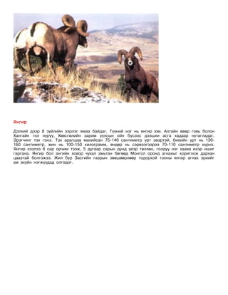 Янгир

Дэлхий дээр 8 зүйлийн зэрлэг ямаа байдаг. Түүний нэг нь янгир юм. Алтайн өвөр говь болон
Хангайн гол нуруу, Хөвсгөлийн зарим уулсын ойн бүсээс дээшхи асга хадаар нутагладаг.
Эрэгчинг тэх гэнэ. Тэх арагшаа махийсан 75-140 сантиметр урт эвэртэй, биеийн урт нь 130-
160 сантиметр, жин нь 100-150 килограмм, өндөр нь сэрвээгээрээ 70-110 сантиметр хүрнэ.
Янгир хээлээ 6 сар орчим тээж, 5 дугаар сарын дунд үеэр төллөн, голдуу нэг хааяа ихэр ишиг
гаргана. Янгир бол ангийн ховор чухал амьтан бөгөөд Монгол оронд агнахыг хориглож дархан
цаазтай болгожээ. Жил бүр Засгийн газрын зөвшөөрлөөр тодорхой тооны янгир агнах эрхийг
аж ахуйн нэгжүүдэд олгодог.
 