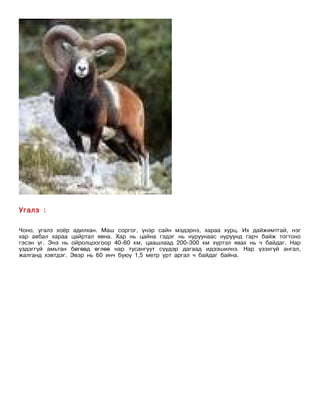 Угалз :

Чоно, угалз хоёр адилхан. Маш соргог, үнэр сайн мэдэрнэ, хараа хурц. Их дайжимтгай, нэг
хар авбал хараа цайртал явна. Хар нь цайна гэдэг нь нуруунаас нуруунд гарч байж тогтоно
гэсэн үг. Энэ нь ойролцоогоор 40-60 км, цаашлаад 200-300 км хүртэл явах нь ч байдаг. Нар
үздэггүй амьтан бөгөөд өглөө нар тусангуут сүүдэр дагаад идээшилнэ. Нар үзэхгүй ангал,
жалганд хэвтдэг. Эвэр нь 60 инч буюу 1,5 метр урт аргал ч байдаг байна.
 