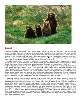 Баавгай
  Баавгай холимог тэжээлтэн. Мах, чихэр жимс, өвс ногоо гээд яг хүн шиг. Сүүн тэжээлтний
аймагт багтдаг баавгайг хүмүүс догшин араатнаар төсөөлдөг. Үнэн хэрэгтээ тэд маш аймхай,
их болгоомжтой. Зөвхөн үр төлд нь аюул тохиолдох үед л догшин авир гаргаж, хойд хоёр хөл
дээрээ зогсож сүр үзүүлдэг аж. Майга хоёр хөл дээрээ зогссон баавгай их л сүрлэг харагддаг.
Энэ нь түүний хувьд дайснаа дарах нэг арга юм. Мөн урд хоёр сарвууных нь хумс
хойдохоосоо урт бөгөөд энэ нь модонд авирах гол зэвсэг нь ажээ.
   Амьдралынхаа ихэнх хугацааг ганцаараа өнгөрүүлдэг баавгайнуудыг судлаачид хэтэрхий
зожиг гэж үзэх нь бий. Баавгай маш мэдрэмжтэй. Тэд хэтэрхий үнэрч, байнга шиншиж явдаг
байна. Бас хараа болон сонсгол нь гайхалтай сайн. Ялангуяа нүд нь дуран л гэсэн үг.
   Дэлхийд найман төрлийн баавгай байдаг. Ихэнх нь дунджаар 25 жил насалдаг бөгөөд Өмнөд
туйл болон Австрали тивээс бусад газар нутаглаж байна. Өвөл ичдэг амьтдаас баавгай арай
өөр. Тэрээр биеийнхээ дулааныг сайн хадгалдаг тул олон сар сэрэлгүй унтаж чаддаг гэнэ.
Үүний тулд баавгайнууд дараа жил ичих хүртлээ маш сайн хооллож авсан байх хэрэгтэй
байдаг ажээ. Харин эмэгчин баавгай нэг, хоёрдугаар сард төрөх болохоороо бие нь чилээрхэж
яалт ч үгүй сэрнэ. Анхны яргуй цухуйхад өлсгөлөн баавгайнууд ичээнээсээ гарч юу таарснаа
иддэг. Заримдаа тэд яаг л үхэр мал шиг өвс зулгаан бэлчиж явах нь бий.
   Эмэгчин баавгай 3-8 насандаа үржилд орж эхэлнэ. Эмэгчингийн хувьд нийллэгт орох үед
эрэгчингийн зан ааш ямар байх тун чухал. Учир нь биеэр том эрэгчингүүд нийлэх үеэрээ
эмэгчингээ барих тохиолдол гардаг ажээ. Иймд ааш авир нь зөөлөрч, бүр “шалдаа” буусных нь
дараа ойртуулна. Үржилд ороод тэд шууд л хоёр тийш сална, магадгүй дахин хэзээ ч
учирдаггүй байх. Харин бамбаруушууд эхээс мэндлэхдээ хариугүй амьтад төрнө. Муурын
зулзаганаас өөрцгүй бяцхан тэдний биеийн жин 454 граммаас хэтэрдэггүй. Эмэгчингүүд нялх
бамбаруушаа дагуулан ичээнээсээ гарахад бамбаруушууд нилээн том болсон байдаг. Тэд
эхээсээ огт салахгүй хоёр жил шахуу хамт амьдарна. Үр төлөө хамгаалах, хайрлах тал дээр эх
баавгайнууд зарим хүнээс илүү гэхэд болно. Гэхдээ цаг нь болоход мөнөөх асралт “ээж”
хүүхдүүдээ хайрлахгүй хөөж явуулдаг. Хөөгдсөн бамбаруушууд нэг жил хэртэй бие биедээ дэм
болж хамт амьдардаг гэнэ.
 