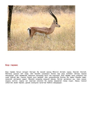 Бор гөрөөс


Бор гөрөөс бугын язгуурт багтдаг ба манай оронд Монгол Алтайн нуруу, Хангай, Хэнтий,
Хянганы уулсын ойт хээр, ойн бүсийн шилмүүст болон хар мод холимог ойгоор тархан
амьдардаг. Бор гөрөөсийг европын орнуудад буга гэж нэрлэдэг. Бор гөрөөс зуны улиралд сор
шим сайтай өвс тэжээл бүхий нуга хөндий, ойн цоорхойгоор бэлчих ба төрөл бүрийн мөөг,
жимсийг амтархан иддэг. Өвлийн улиралд модний мөчир, бутлаг ургамлын иш, навч нахиа,
модны холтос, хадны хаг зэргээр хооллох ба хужир мараатай газар очдог. Идэш тэжээл
элбэгтэй, өсөж төрсөн, дасаж зохицсон нутагтаа байнга амьдардаг.
 