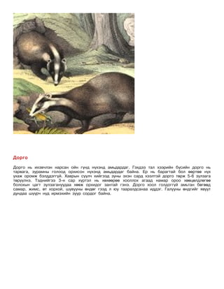Дорго

Дорго нь ихэвчлэн нарсан ойн гүнд нүхэнд амьдардаг. Гэхдээ тал хээрийн бүсийн дорго нь
тарвага, зурамны голоод орхисон нүхэнд амьдардаг байна. Ер нь барагтай бол өөртөө нүх
ухаж оромж бэлддэггүй. Хаврын сүүлч хийгээд зуны эхэн сард хээлтэй дорго төрж 5-6 зулзага
төрүүлнэ. Тэднийгээ 3-н сар хүртэл нь хөхөөрөө хооллох агаад намар ороо хөөцөлдлөгөө
болохын цагт зулзагануудаа хөөж орхидог зантай гэнэ. Дорго хоол голдоггүй амьтан бөгөөд
самар, жимс, өт хорхой, шувууны өндөг гээд л юу тааралдсанаа иддэг. Галууны өндгийг явуут
дундаа шүүрч нүд ирмэхийн зуур сордог байна.
 