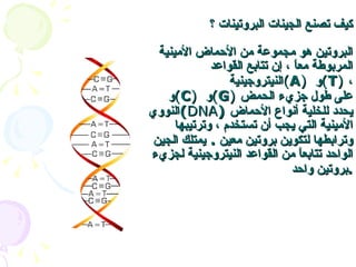 كيف تصنع الجينات البروتينات ؟   البروتين هو مجموعة من الأحماض الأمينية المربوطة معاً ، إن تتابع القواعد النيتروجينية  ( A )   و  ( T )   ، و  ( C )   و  ( G )   على طول جزيء الحمض النووي  ( DNA )  يحدد للخلية أنواع الأحماض الأمينية التي يجب أن تستخدم ، وترتيبها وترابطها لتكوين بروتين معين  .  يمتلك الجين الواحد تتابعاً من القواعد النيتروجينية لجزيء بروتين واحد  . 