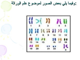 وفيما يلي بعض الصور لموضوع علم الوراثة : 