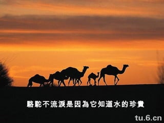 駱駝不流淚是因為它知道水的珍貴 