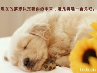 現在的夢想決定著你的未來，還是再睡一會兒吧。 