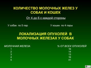 КОЛИЧЕСТВО МОЛОЧНЫХ ЖЕЛЕЗ У СОБАК И КОШЕК От 4 до 6 с каждой стороны У собак  по 5 пар   У кошек  по 4 пары ЛОКАЛИЗАЦИЯ ОПУХОЛЕЙ  В МОЛОЧНЫХ ЖЕЛЕЗАХ У СОБАК МОЛОЧНАЯ ЖЕЛЕЗА   % ОТ ВСЕХ ОПУХОЛЕЙ 1   16 2   14 3  13 4   16 5   41 