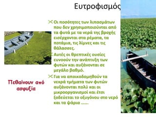 Ευτροφισμός Οι ποσότητες των λιπασμάτων που δεν χρησιμοποιούνται από τα φυτά με τα νερά της βροχής εισέρχονται στα ρέματα, τα ποτάμια, τις λίμνες και τις θάλασσες .  Αυτές οι θρεπτικές ουσίες ευνοούν την ανάπτυξη των φυτών και αυξάνονται σε μεγάλο βαθμό. Για να αποικοδομηθούν τα νεκρά τμήματα των φυτών αυξάνονται πολύ και οι μικροοργανισμοί και έτσι ξοδεύεται το οξυγόνου στο νερό και τα ψάρια …… .  Πεθαίνουν από ασφυξία 