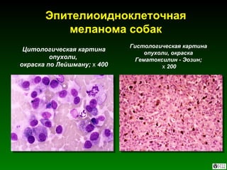 Эпителиоидноклеточная меланома собак Цитологическая картина опухоли,  окраска по Лейшману;  х  400 Гистологическая картина опухоли, окраска Гематоксилин - Эозин; х  200 