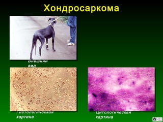 Хондросаркома Гистологическая картина Цитологическая картина Внешний вид 