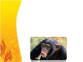             วิธีการที่ลิงใช้แก้ปัญหานี้    โคล์เลอร์เรียกพฤติกรรมนี้ว่าเป็น การหยั่งเห็น เป็นการมองเห็นช่องทางในการแก้ปัญหาโดยลิงชิมแพนซีได้มีการรับรู้ในความสัมพันธ์ระหว่างไม้สอย กล้วยที่แขวนอยู่ข้างนอกกรงและสามารถใช้ไม้นั้นสอยกล้วยได้เป็นการนำไปสู่เป้าหมาย 