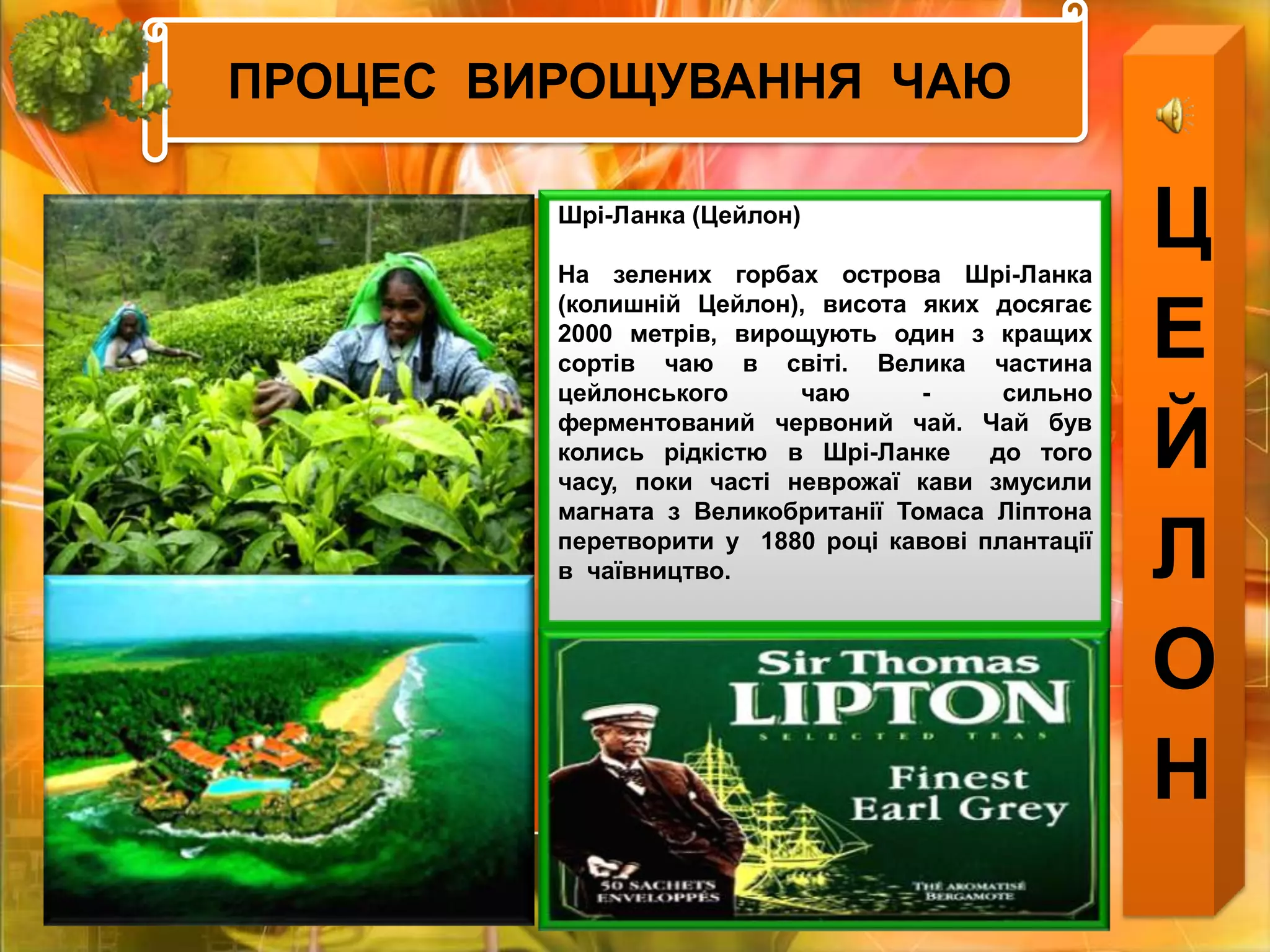 ПРОЦЕС  ВИРОЩУВАННЯ  ЧАЮЦЕЙЛОНПРОЦЕС  ВИРОЩУВАННЯ  ЧАЮШрі-Ланка (Цейлон) На зелених горбах острова Шрі-Ланка (колишній Цейлон), висота яких досягає 2000 метрів, вирощують один з кращих сортів чаю в світі. Велика частина цейлонського чаю - сильно ферментований червоний чай. Чай був колись рідкістю в Шрі-Ланке  до того часу, поки часті неврожаї кави змусили магната з Великобританії Томаса Ліптона перетворити у  1880 році кавові плантації   в  чаївництво.