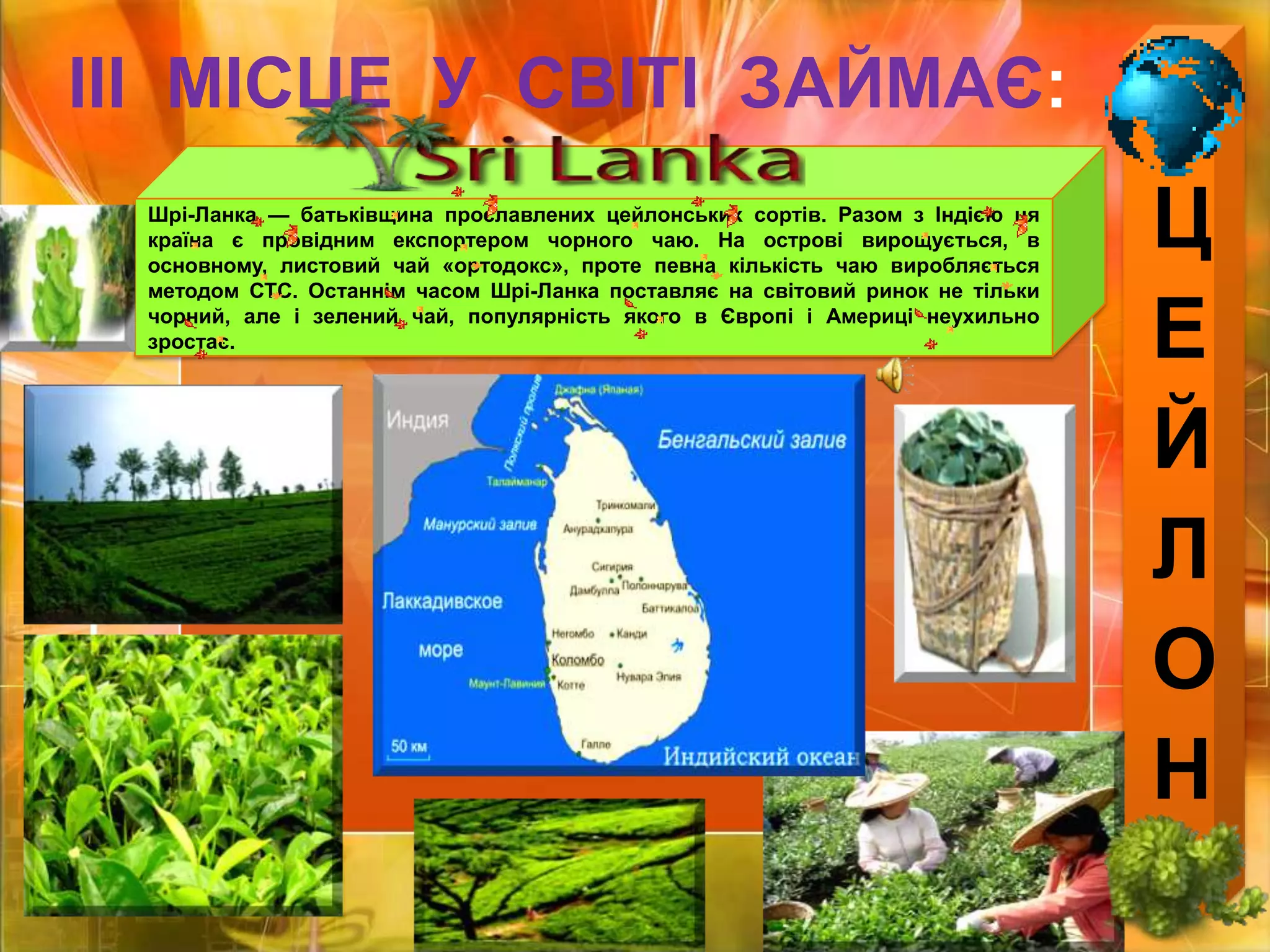 ЦЕЙЛОНІІІ  МІСЦЕ  У  СВІТІ  ЗАЙМАЄ:Шрі-Ланка — батьківщина прославлених цейлонських сортів. Разом з Індією ця країна є провідним експортером чорного чаю. На острові вирощується, в основному, листовий чай «ортодокс», проте певна кількість чаю виробляється методом СТС. Останнім часом Шрі-Ланка поставляє на світовий ринок не тільки чорний, але і зелений чай, популярність якого в Європі і Америці неухильно зростає.
