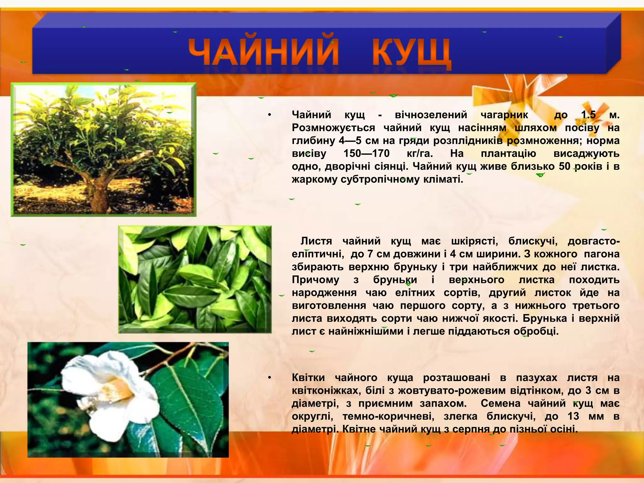 ЧАЙНИЙ   КУЩЧайний кущ - вічнозелений чагарник  до 1.5 м. Розмножується чайний кущ насінням шляхом посіву на глибину 4—5 см на гряди розплідників розмноження; норма висіву 150—170 кг/га. На плантацію висаджують одно, дворічні сіянці. Чайний кущ живе близько 50 років і в жаркому субтропічному кліматі.            Листя чайний кущ має шкірясті, блискучі, довгасто-еліптичні,  до 7 см довжини і 4 см ширини. З кожного  пагона збирають верхню бруньку і три найближчих до неї листка. Причому з бруньки і верхнього листка походить народження чаю елітних сортів, другий листок йде на виготовлення чаю першого сорту, а з нижнього третього листа виходять сорти чаю нижчої якості. Брунька і верхній лист є найніжнішими і легше піддаються обробці.Квітки чайного куща розташовані в пазухах листя на квітконіжках, білі з жовтувато-рожевим відтінком, до 3 см в діаметрі, з приємним запахом.  Семена чайний кущ має округлі, темно-коричневі, злегка блискучі, до 13 мм в діаметрі. Квітне чайний кущ з серпня до пізньої осіні.