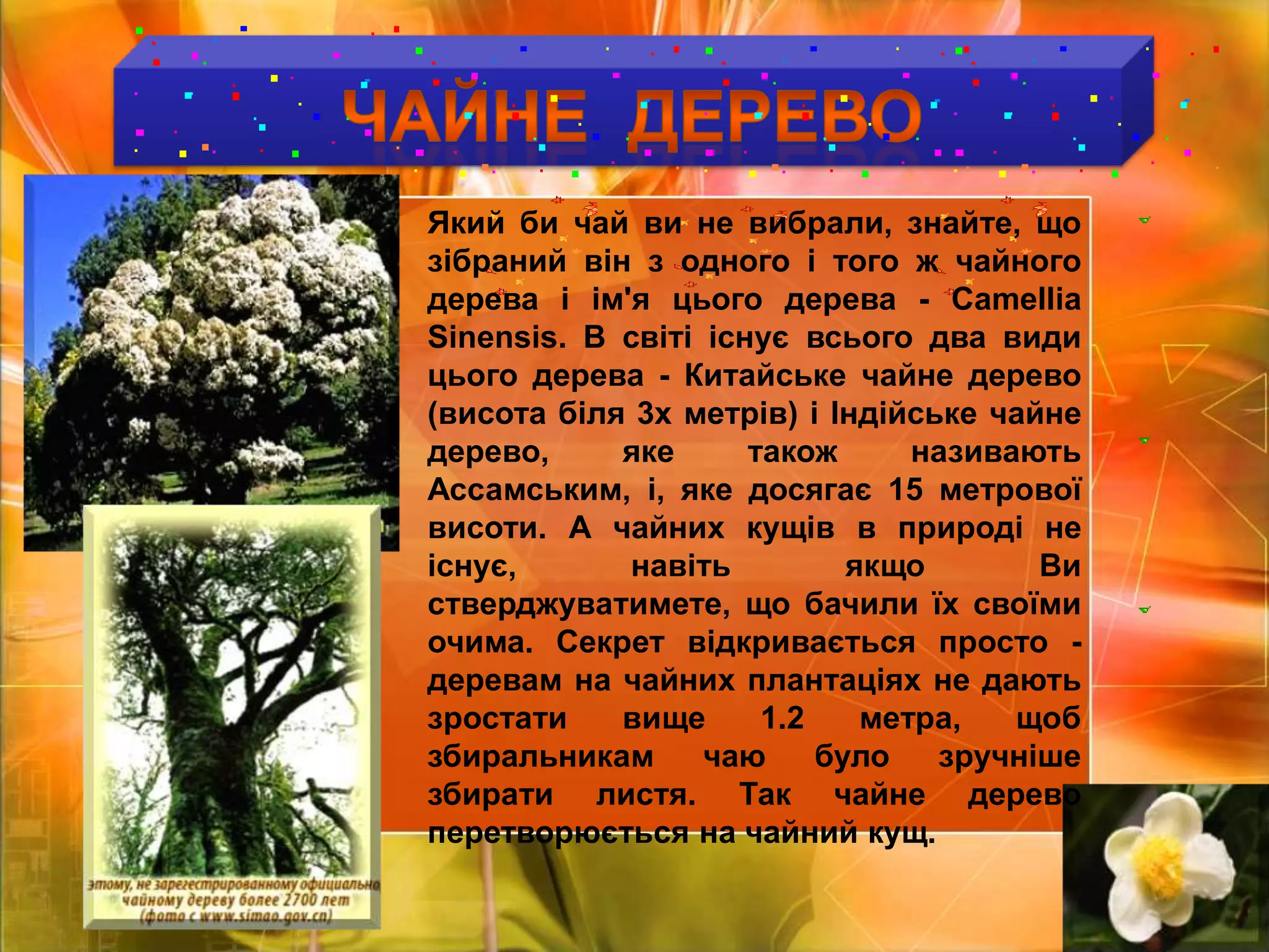 ЧАЙНЕ  ДЕРЕВО Який би чай ви не вибрали, знайте, що зібраний він з одного і того ж чайного дерева і ім'я цього дерева - CamelliaSinensis. В світі існує всього два види цього дерева - Китайське чайне дерево (висота біля 3х метрів) і Індійське чайне дерево, яке також називають Ассамським, і, яке досягає 15 метрової висоти. А чайних кущів в природі не існує, навіть якщо Ви стверджуватимете, що бачили їх своїми очима. Секрет відкривається просто - деревам на чайних плантаціях не дають зростати вище 1.2 метра, щоб збиральникам чаю було зручніше збирати листя. Так чайне дерево перетворюється на чайний кущ.