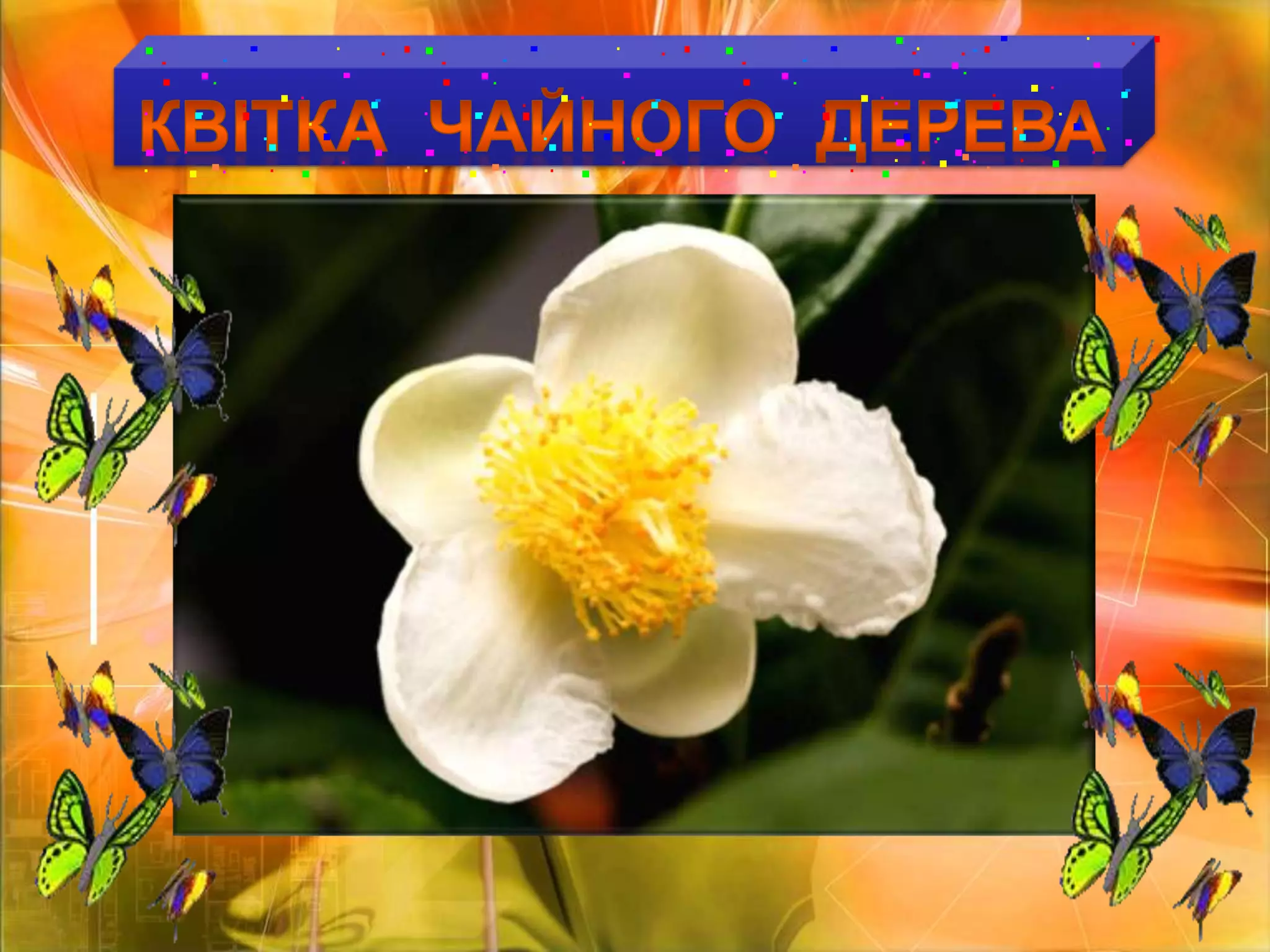 КВІТКА  ЧАЙНОГО  ДЕРЕВА