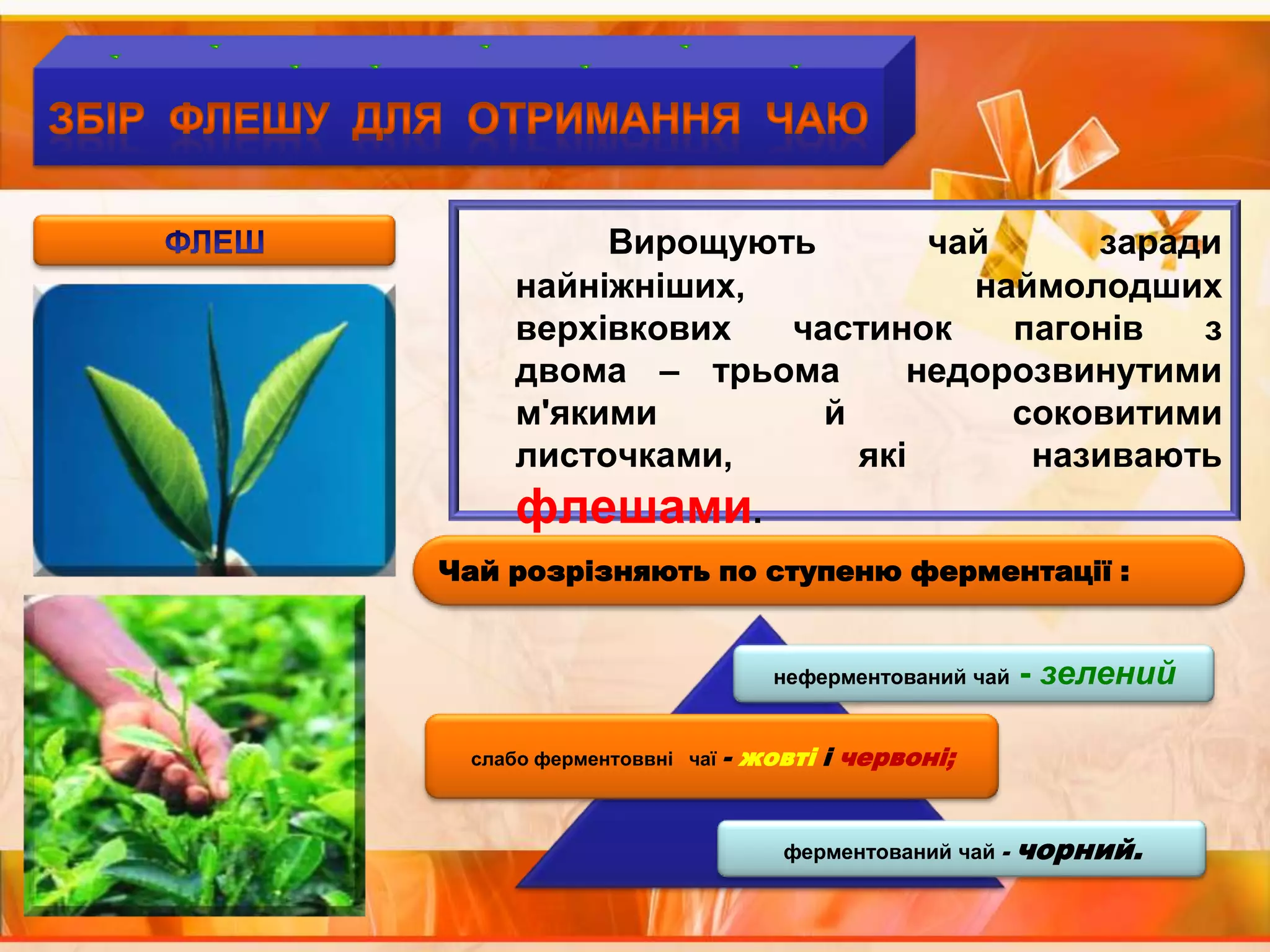 ЗБІР  ФЛЕШУ  ДЛЯ  ОТРИМАННЯ  ЧАЮВирощують чай заради   найніжніших,  наймолодших  верхівкових  частинок  пагонів  з  двома – трьома  недорозвинутими  м'якими  й  соковитими  листочками,  які  називають  флешами.ФЛЕШЧай розрізняють по ступеню ферментації : 