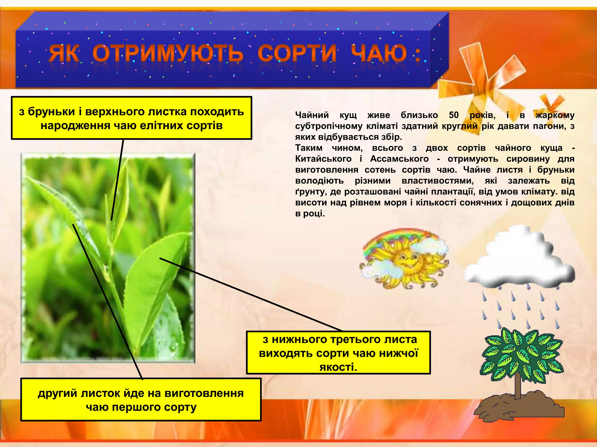 Як  ОТРИМУЮТЬ  СОРТИ  ЧАЮ :з бруньки і верхнього листка походить народження чаю елітних сортівЧайний кущ живе близько 50 років, і в жаркому субтропічному кліматі здатний круглий рік давати пагони, з яких відбувається збір.Таким чином, всього з двох сортів чайного куща - Китайського і Ассамського - отримують сировину для виготовлення сотень сортів чаю. Чайне листя і бруньки володіють різними властивостями, які залежать від ґрунту, де розташовані чайні плантації, від умов клімату. від висоти над рівнем моря і кількості сонячних і дощових днів в році. з нижнього третього листа виходять сорти чаю нижчої якості. другий листок йде на виготовлення чаю першого сорту