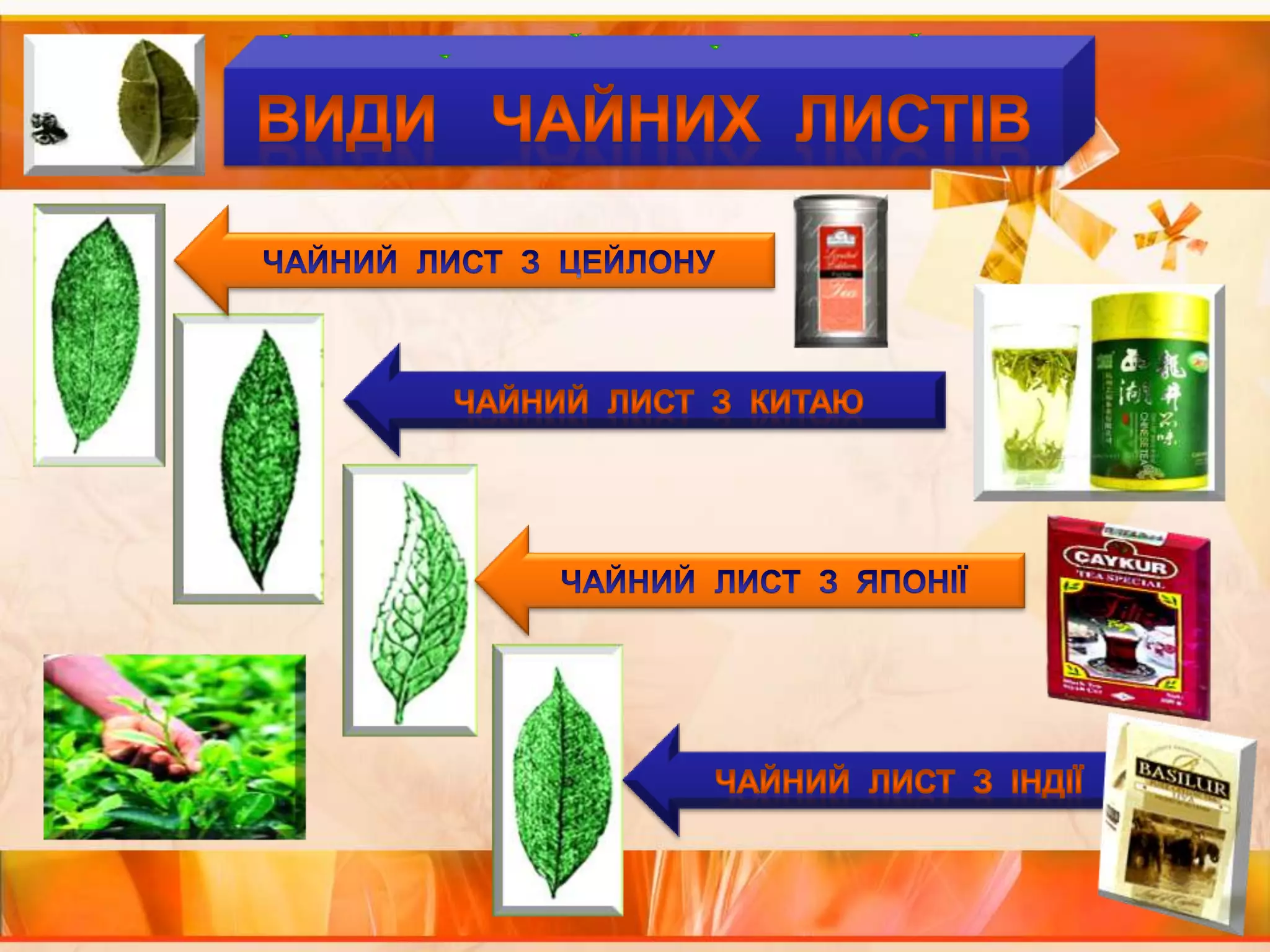 ВИДИ   ЧАЙНИХ  ЛИСТІВЧАЙНИЙ  ЛИСТ  З  ЦЕЙЛОНУЧАЙНИЙ  ЛИСТ  З  КИТАЮЧАЙНИЙ  ЛИСТ  З  ЯПОНІЇЧАЙНИЙ  ЛИСТ  З  ІНДІЇ