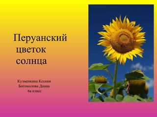 Перуанский  цветок  солнца Кузменкина Ксения  Богомолова Диана  6а класс 