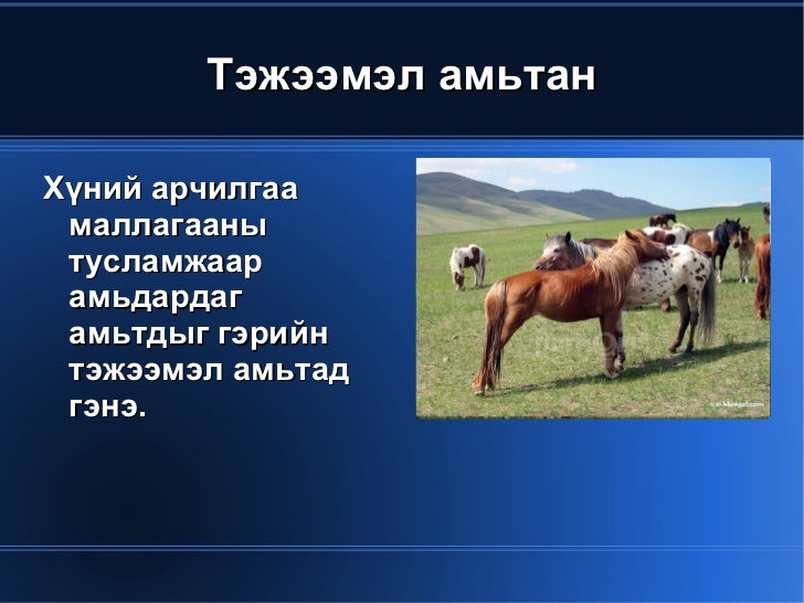 амьтад