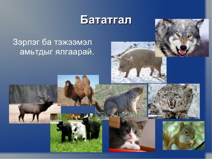амьтад