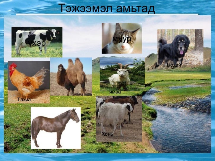 тэжээмэл амьтад