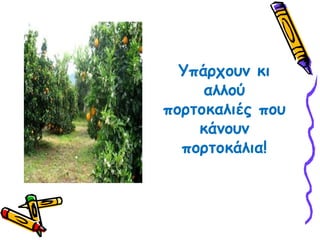 Υπάρχουν κι αλλού πορτοκαλιές που κάνουν πορτοκάλια!