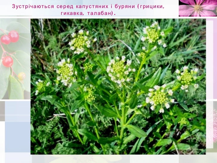 Родина Капустяні