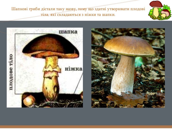 шапкові гриби