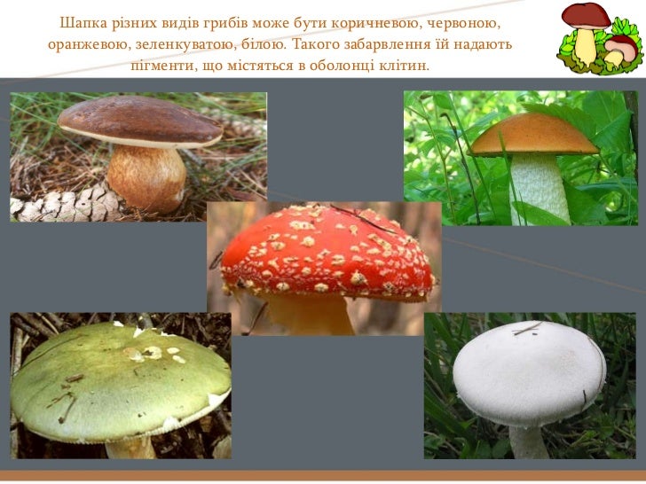 шапкові гриби