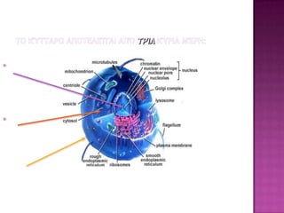 Τo κύτταροαποτελείται από τρία κύρια μέρη:Τον πυρήναΤο κυτταρόπλασμα     (περιέχει οργανίδια)Την κυτταρική μεμβράνη