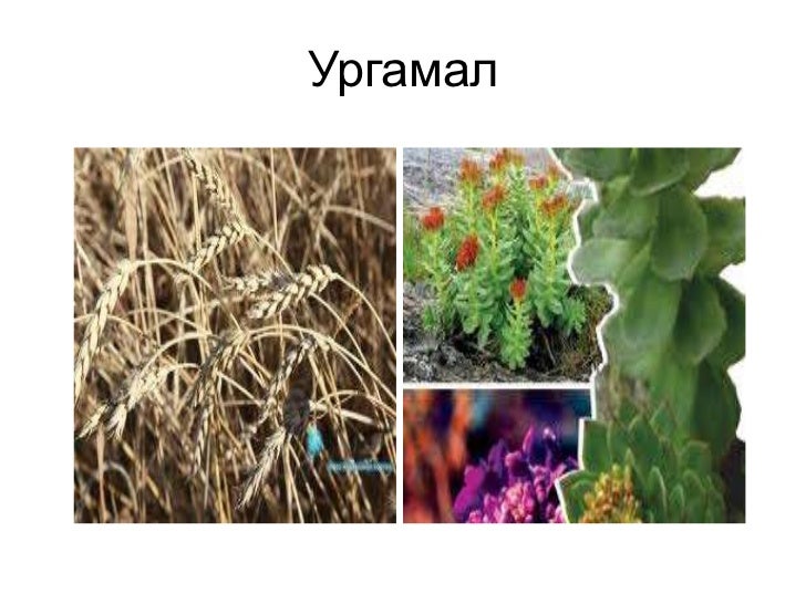 ургамал