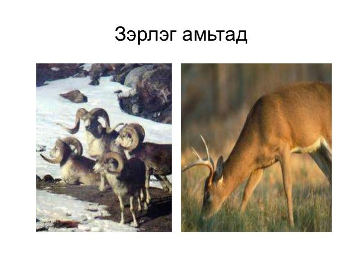 зэрлэг амьтад